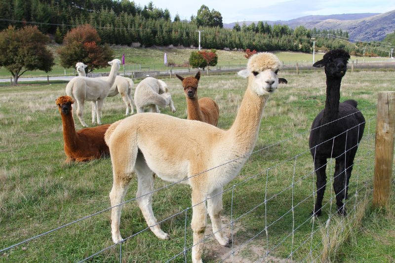 Passeggiata Con Alpaca Gite fuori porta Bergamo - Passeggiata Con Alpaca