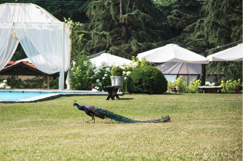 Location per matrimonio nel verde con piscina, gazebo e pavone in giardino