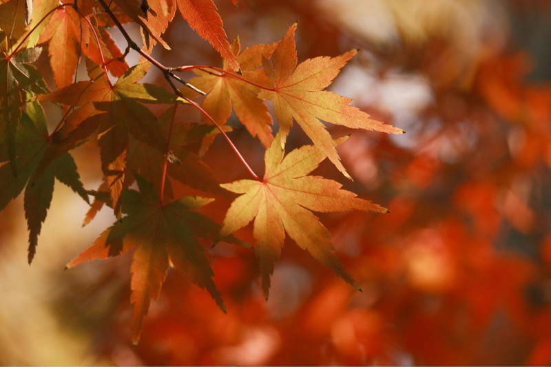Foglie d'acero dalle tonalitΓ arancioni e dorate illuminate dalla luce autunnale Foglie d'acero dalle tonalitΓ arancioni e dorate illuminate dalla luce autunnale