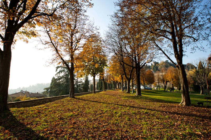 Parco dei Colli di Bergamo in autunno, con alberi dai colori dorati e foglie cadute sul prato.